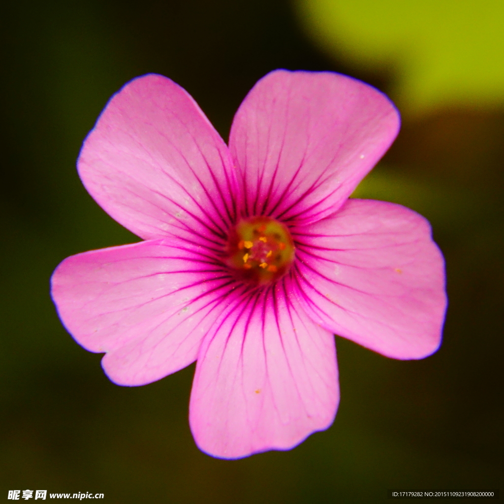 小粉花