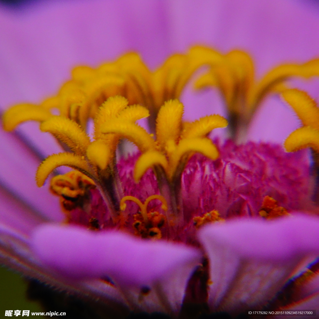 野菊花花蕊