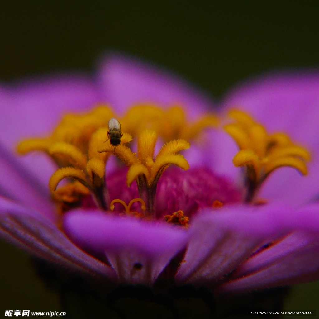 野菊花花蕊