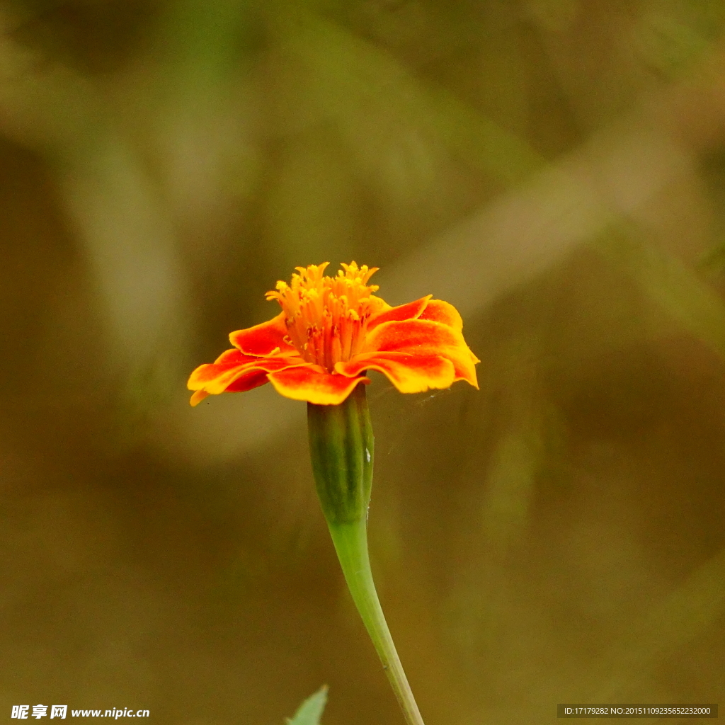 野菊花