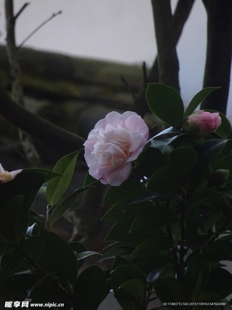 茶花