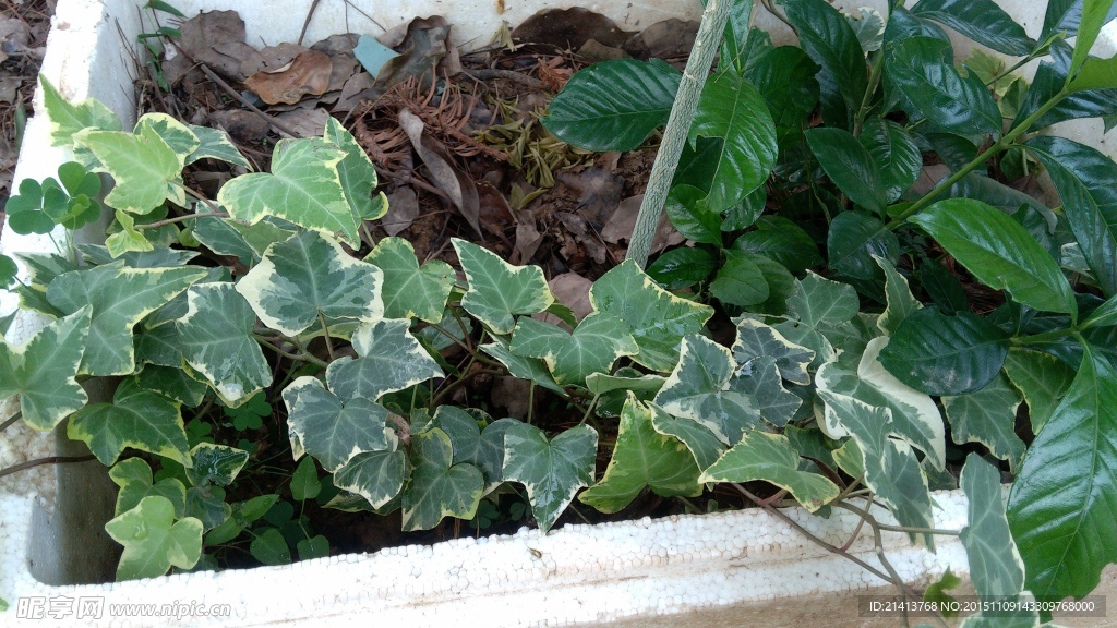 绿色植物
