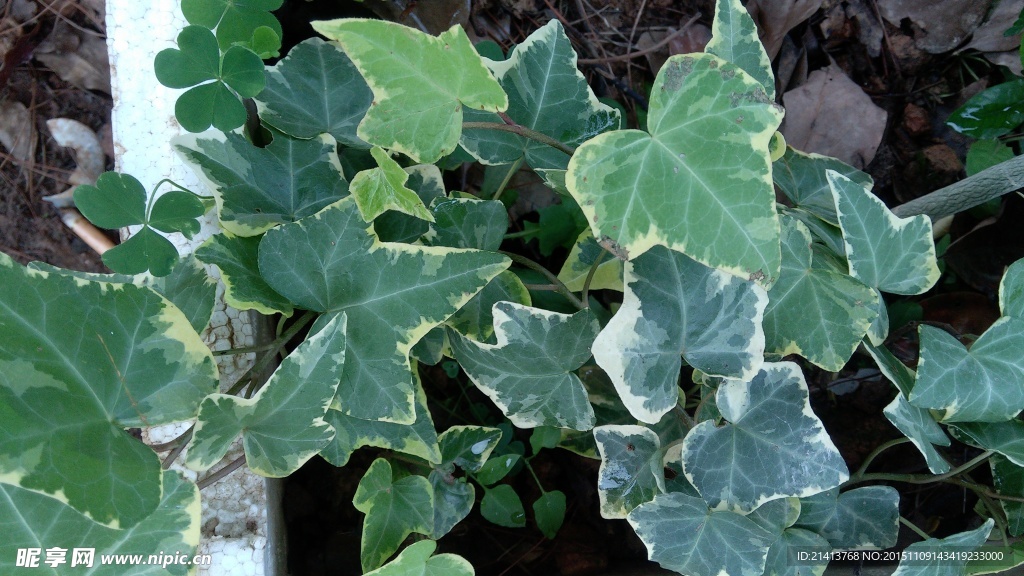 绿色植物