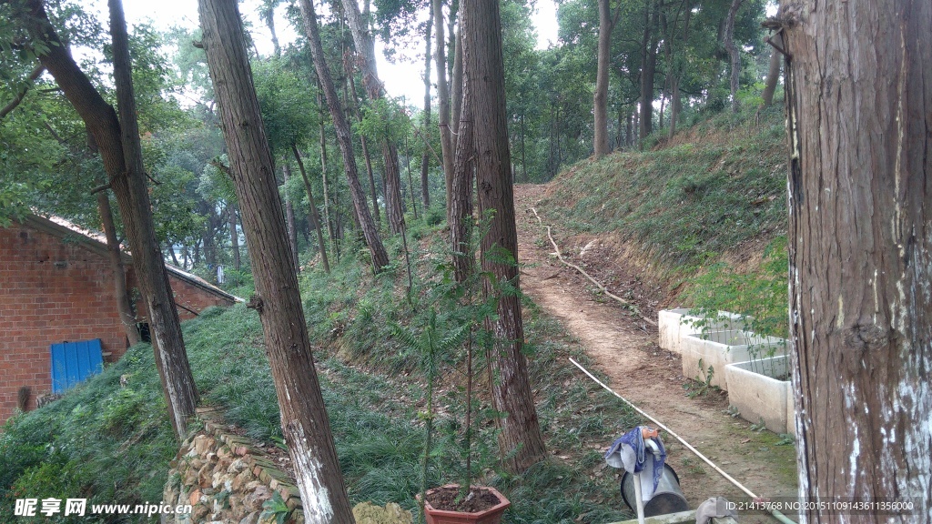 山林树木