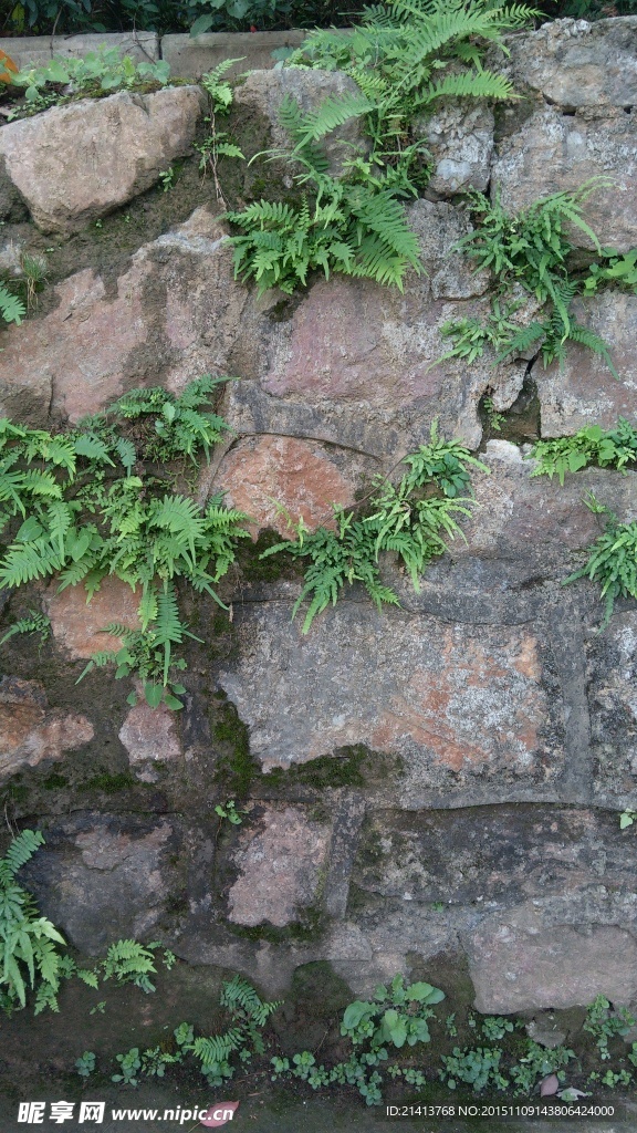 绿色植物