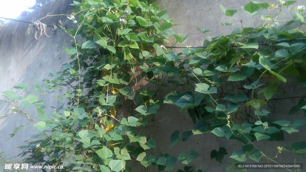 植物藤蔓