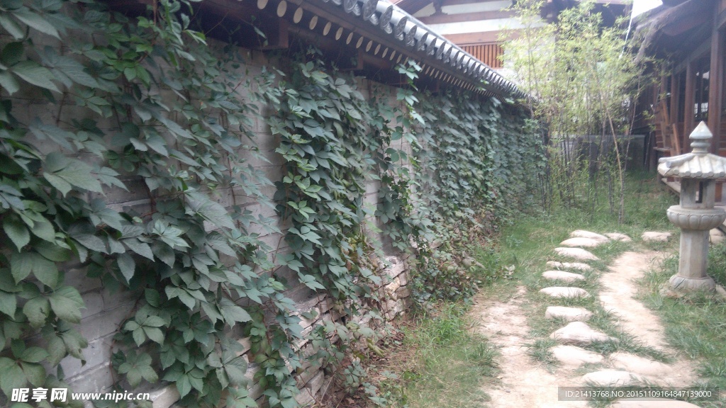 植物藤蔓