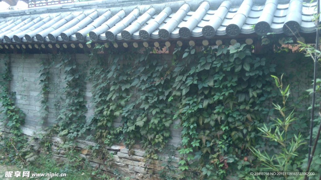 植物藤蔓