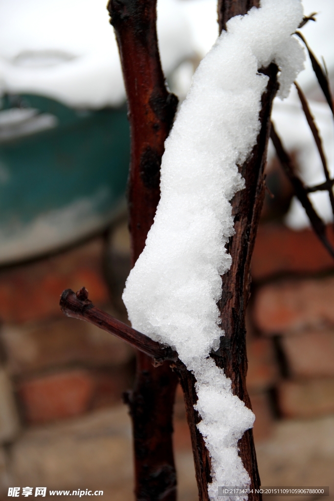 葡萄树上的雪