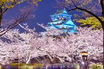 日本樱花美景