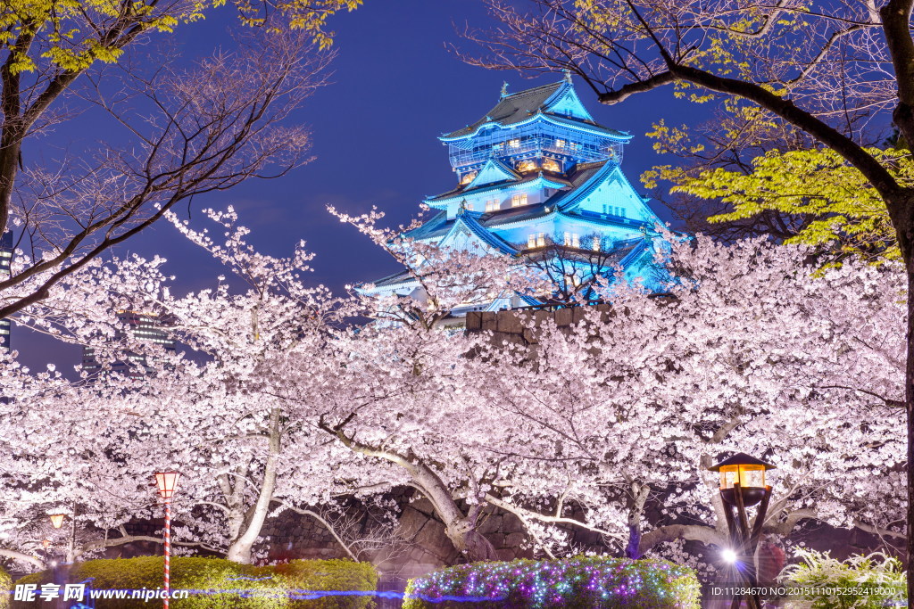 日本樱花美景