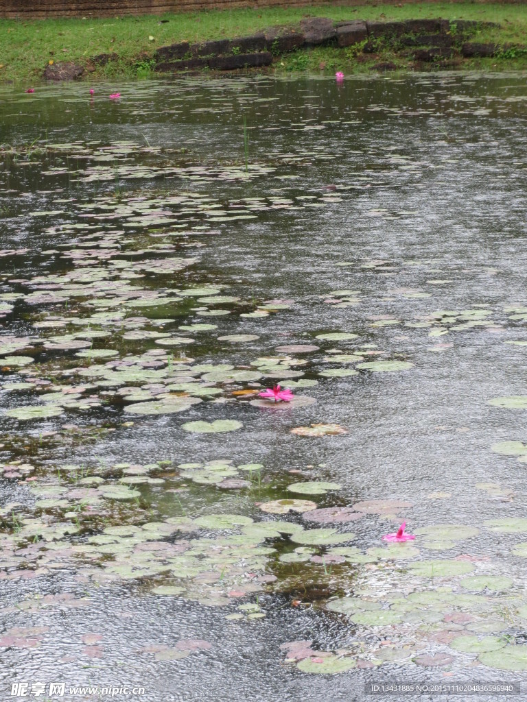 雨中 睡莲