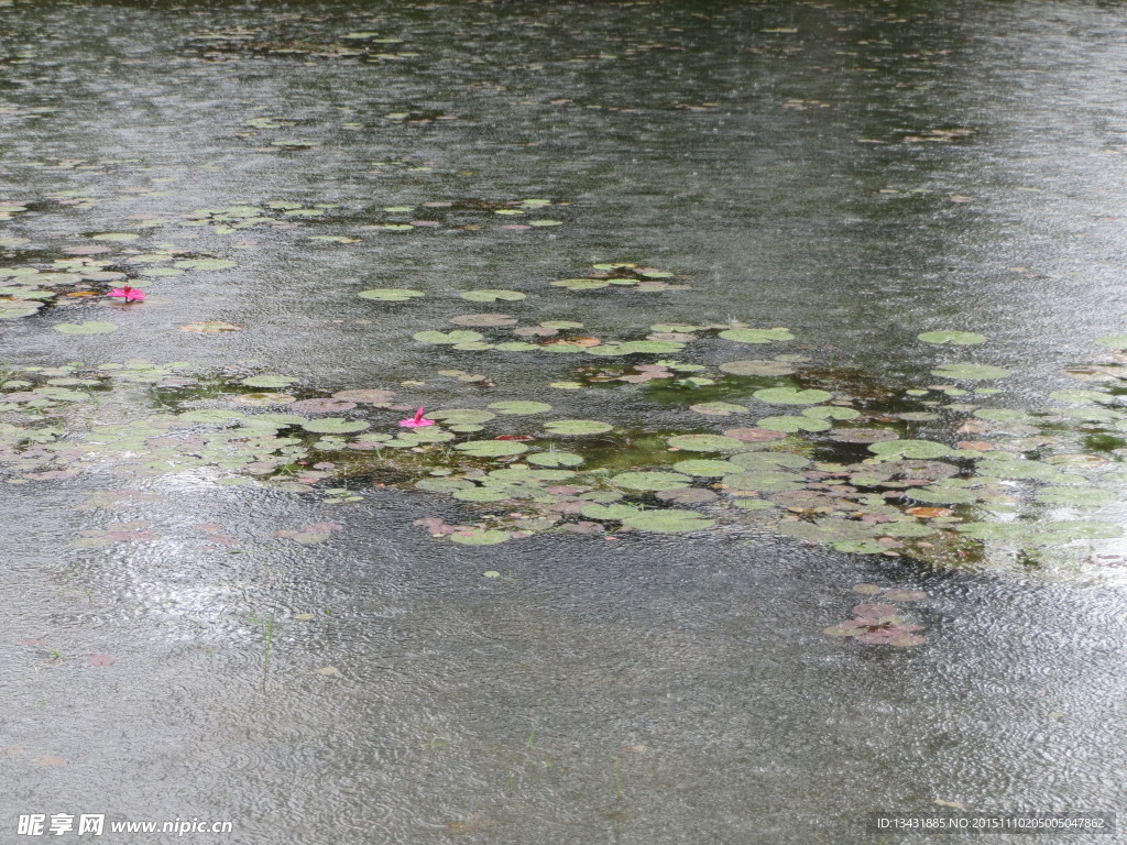 雨中 睡莲