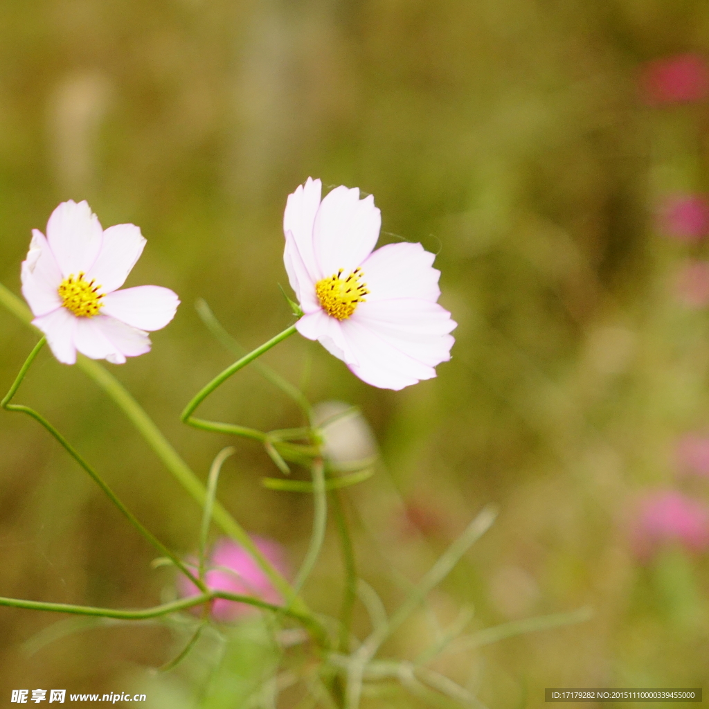 波斯菊