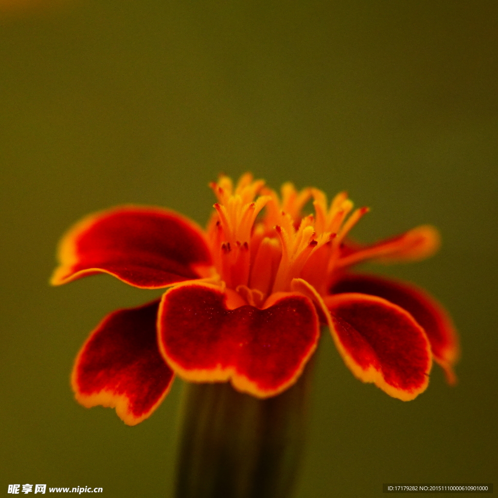 波斯菊