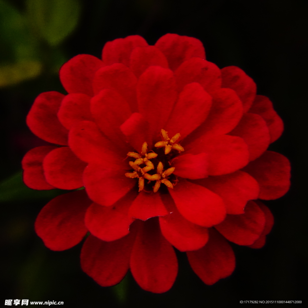 野菊花