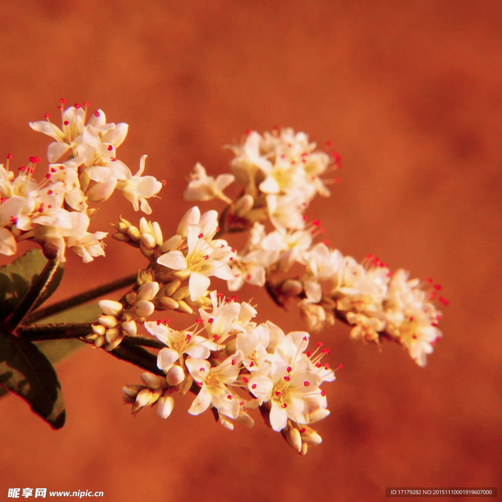 小白花