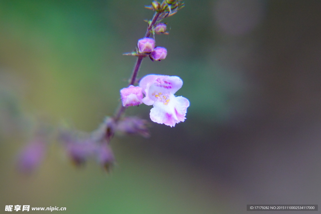 小白花