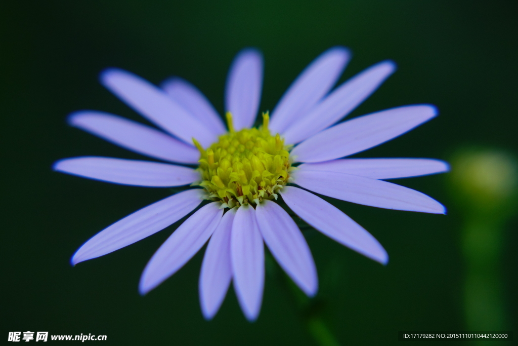 小白花