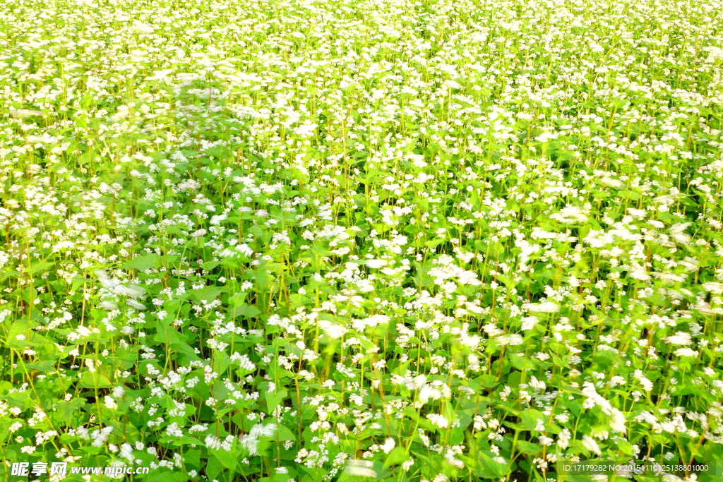 小花