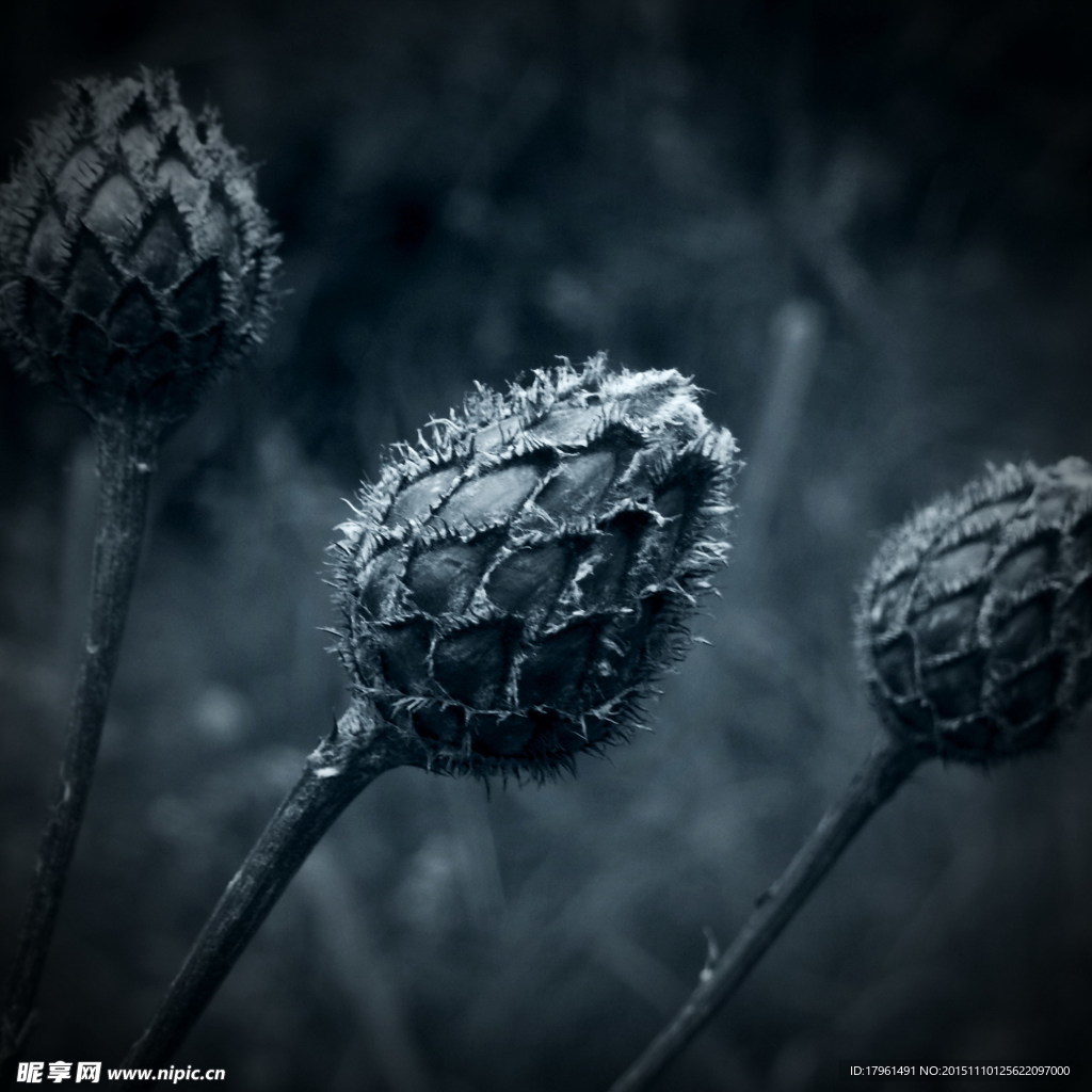 唯美毛龙花
