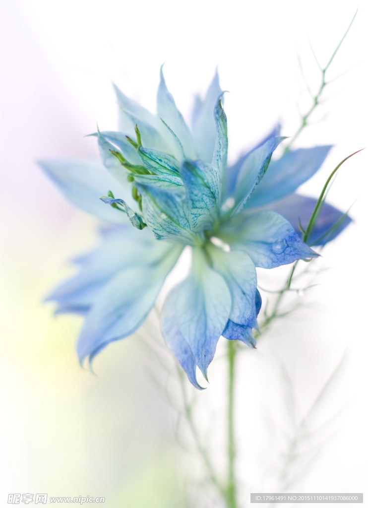 唯美蓝莲花