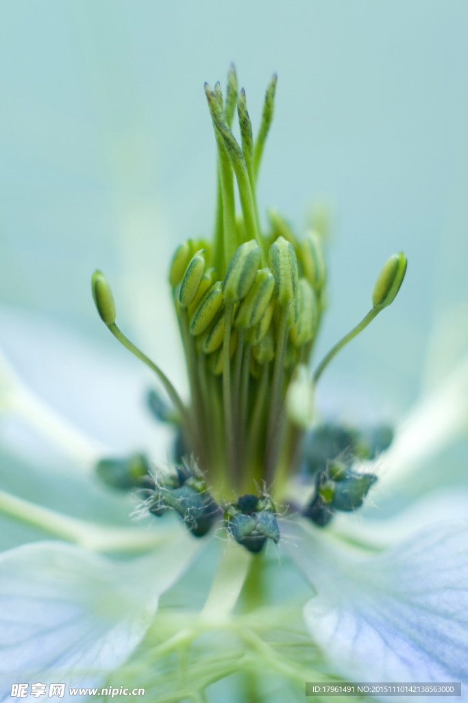 唯美花蕊