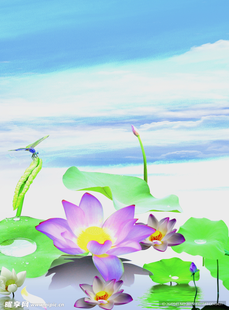 夏日莲池
