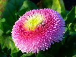 独特的花