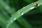 瓢虫 水滴与叶茎