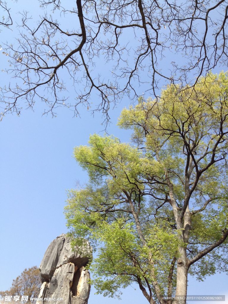 树枝  树叶