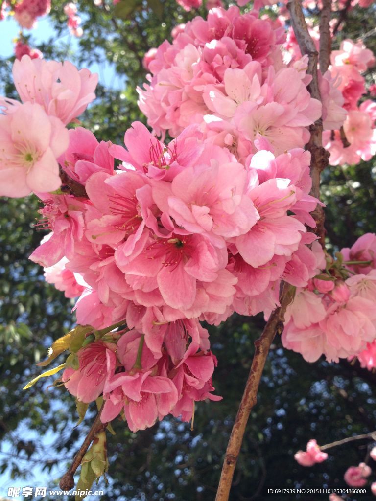 樱花