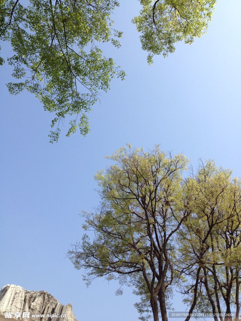 树枝  树叶
