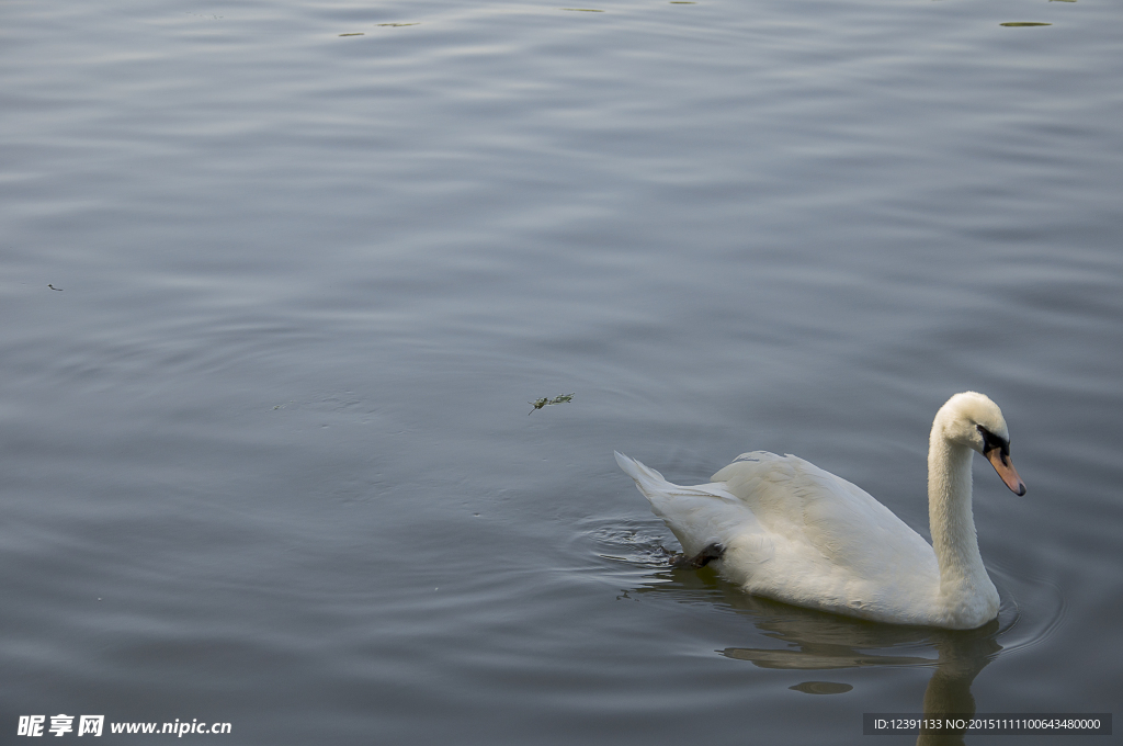 水中的一只白天鹅