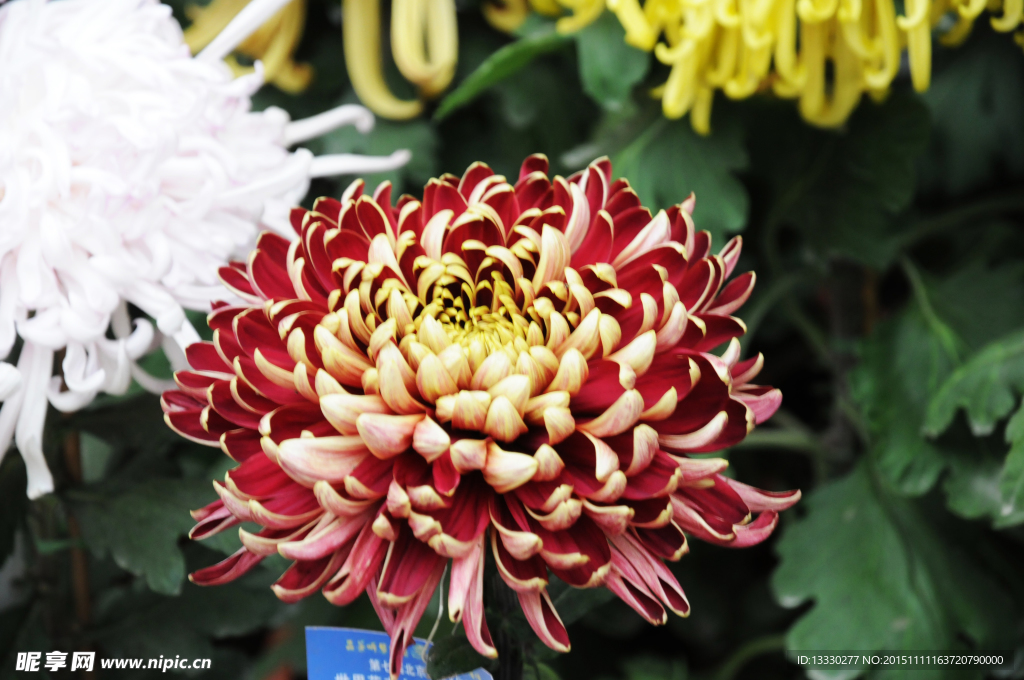 菊花
