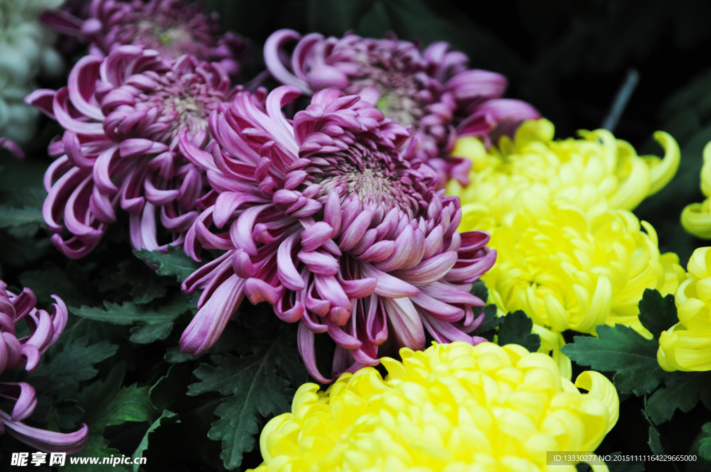 菊花