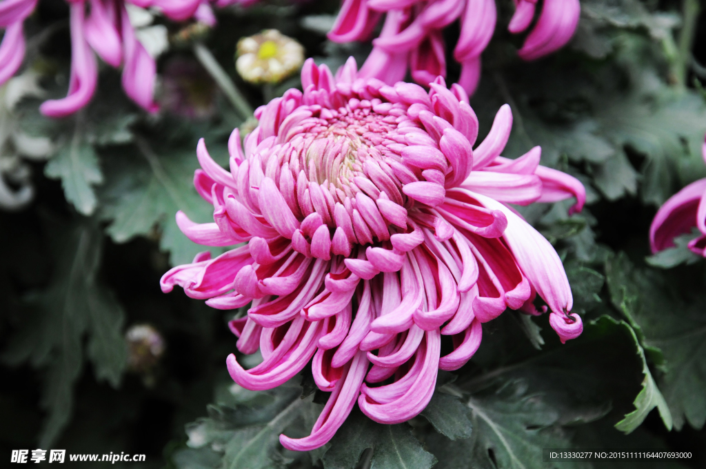 菊花