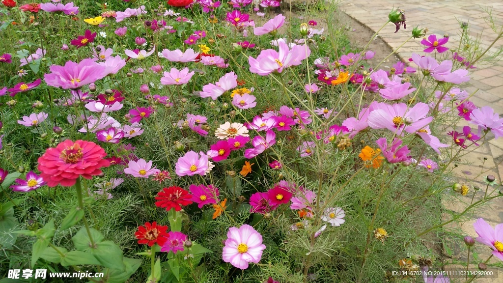 格桑花