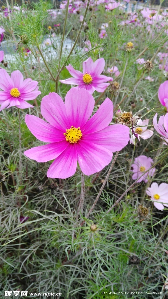 格桑花