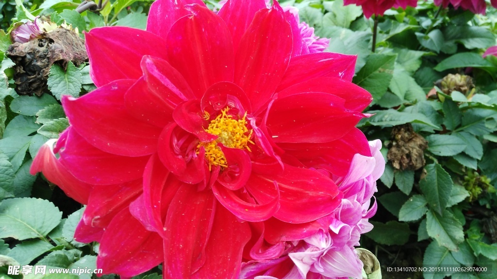 大丽花