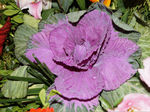 花卉