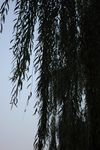 柳树 垂柳