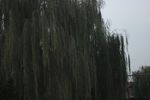 柳树 垂柳