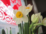 水仙花