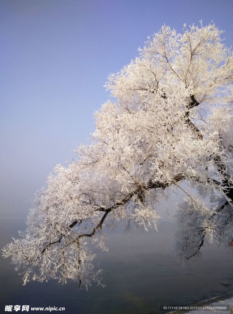 哈尔滨松花江畔雾凇美景