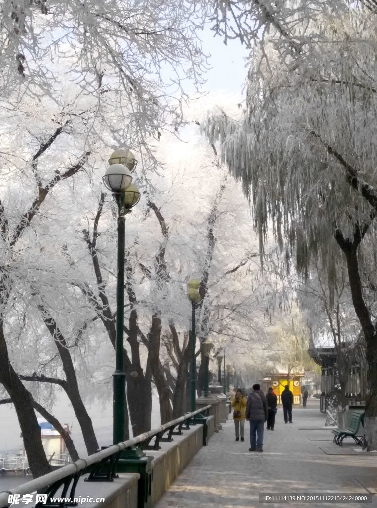 哈尔滨松花江畔雾凇风景