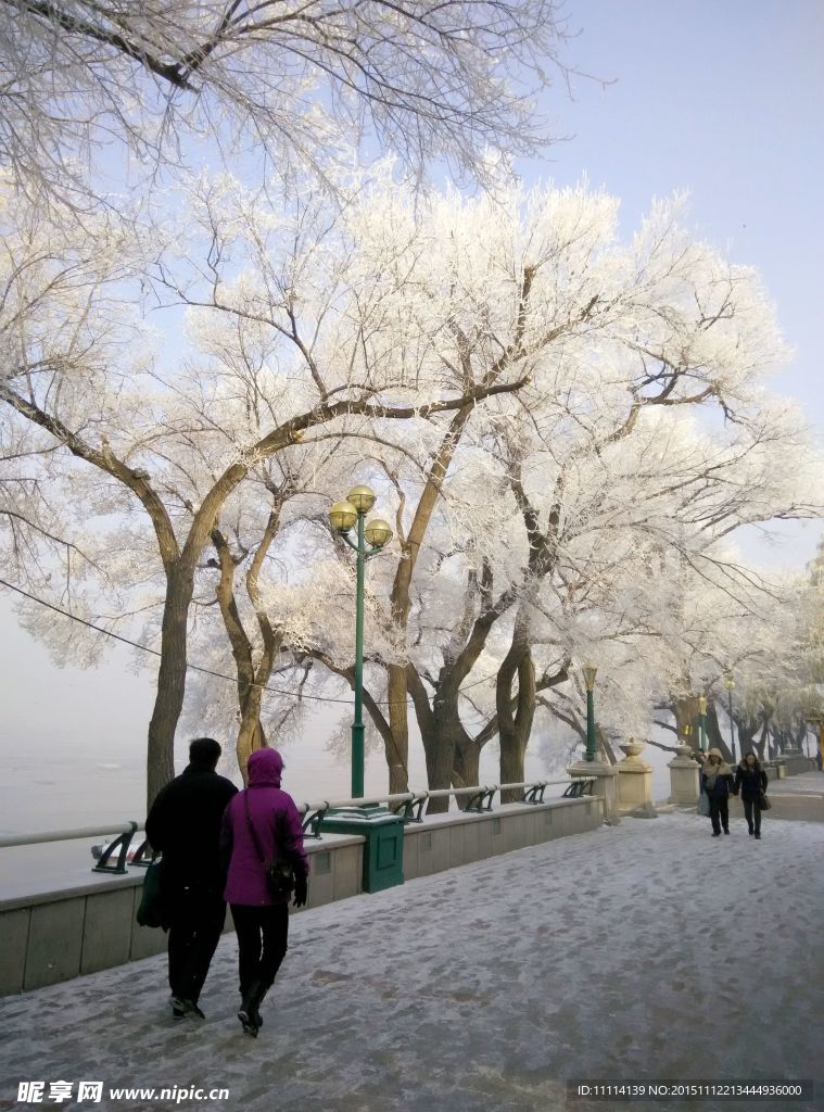 哈尔滨松花江畔雾凇美景