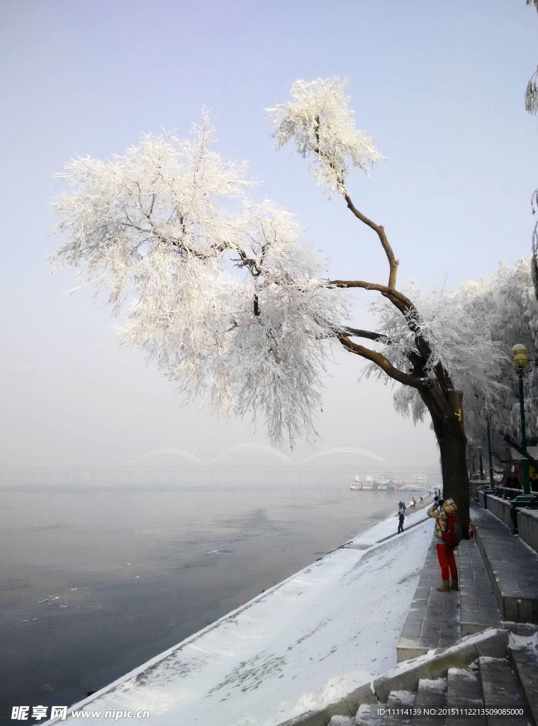 哈尔滨松花江畔雾凇美景