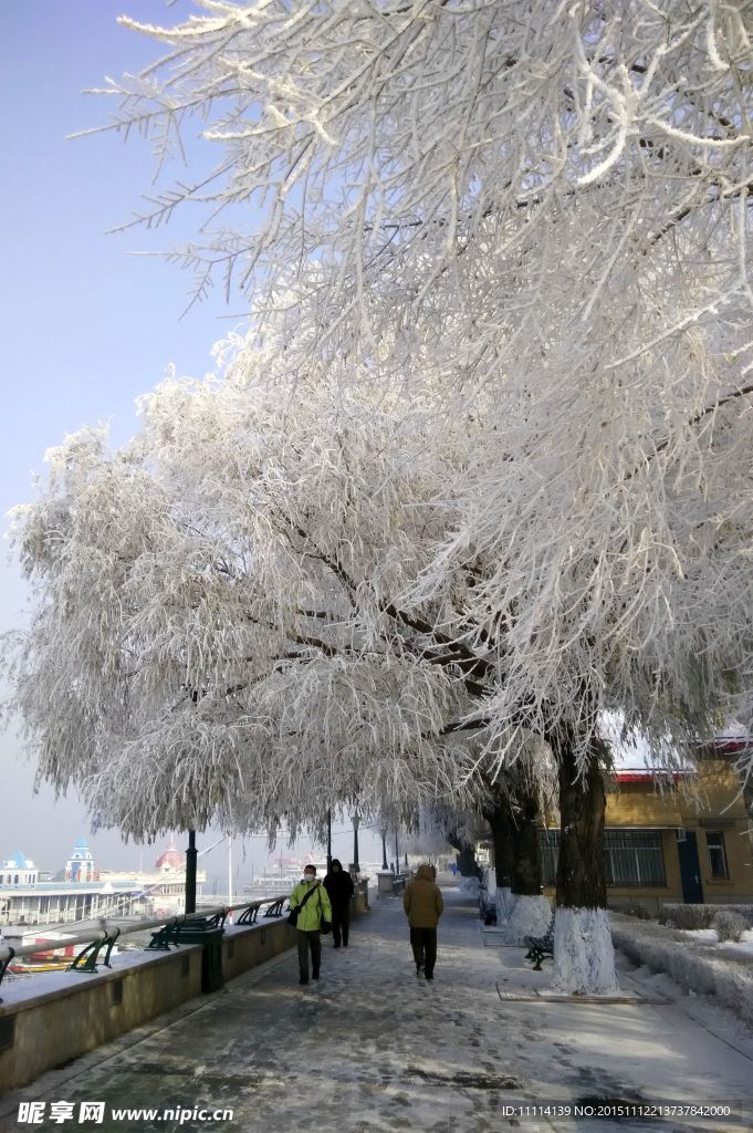 哈尔滨松花江畔雾凇风景