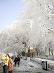 哈尔滨松花江畔雾凇风景